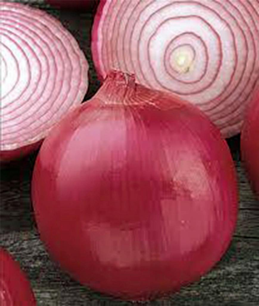 Onion Seed, Short Day, Burgandy Red Onion , Heirloom,  NONGMO, 100 Seeds