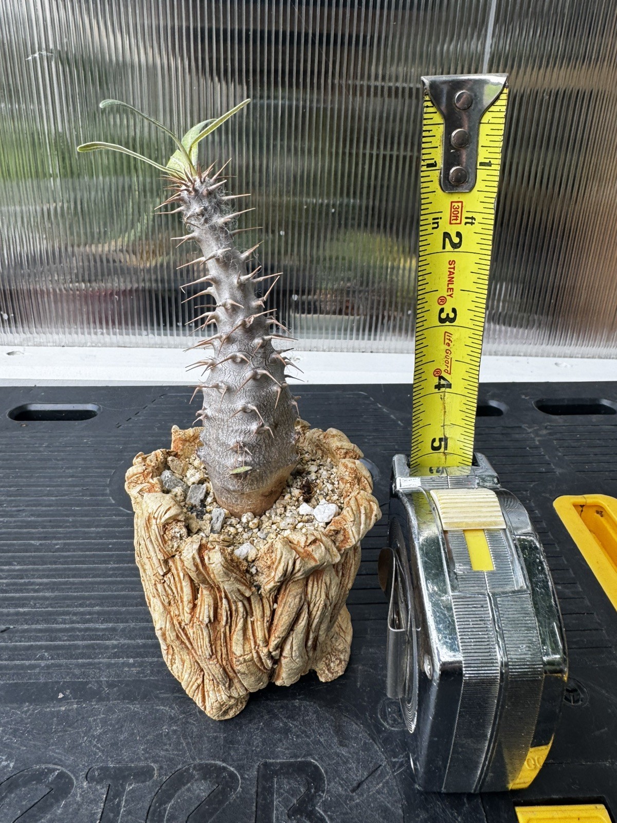 Pachypodium cactipes Caudex Collector Specimen WYSIWYG with Pot