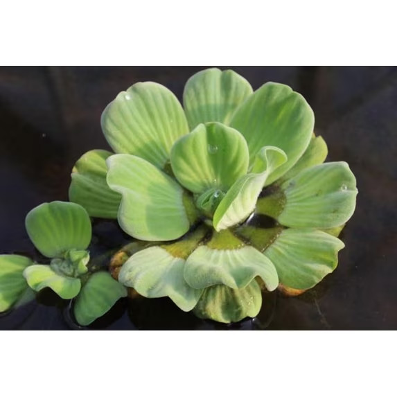 10,6, or 4 LARGE Water Lettuce Easy Live Aquarium/Pond Plants PEST FREE Floating