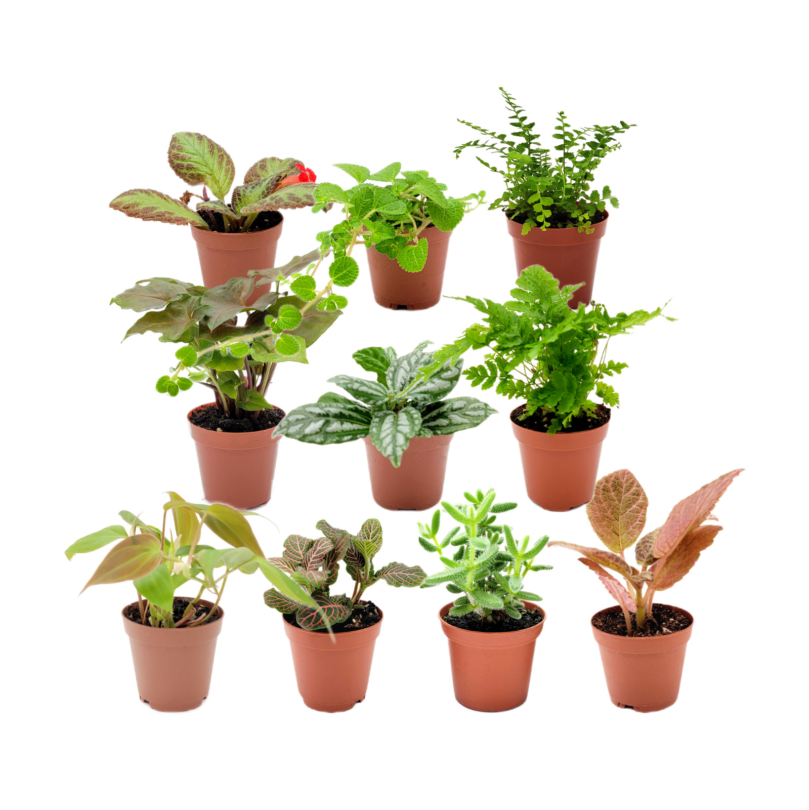Live Houseplant Collection (10-Pack), All Unique, No Duplicates