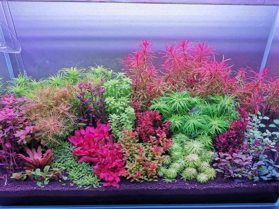 live aquarium plants 28 Stems Live Aquarium Plants PackAge Gorgeous