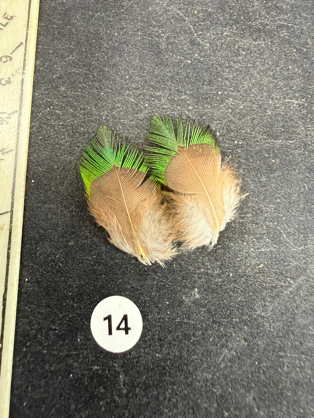 PREMIUM Vintage Quetzal  Feathers 14-33