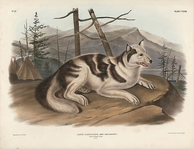 Original Imperial Indian Hare Dog, plate 132 Original Imperial Indian Hare Dog, plate 132
