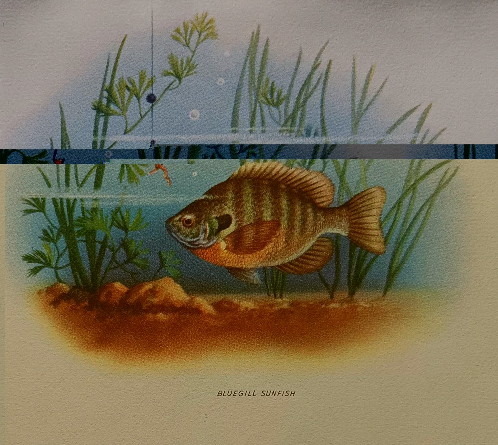 NOS Vintage nature Stationery Set 1960s w/ envelopes dogs fish birds deer skunk NOS Vintage nature Stationery Set 1960s w/ envelopes dogs fish birds deer skunk