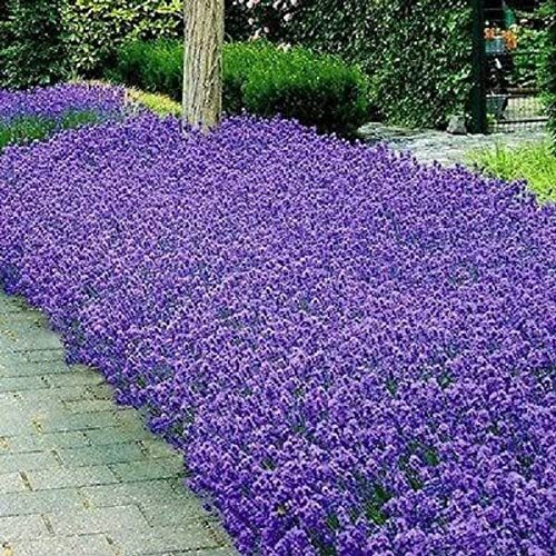 Italian Lavender Seeds | Heirloom / Non-GMO | | Seed Store | 1139 Italian Lavender Seeds | Heirloom / Non-GMO | | Seed Store | 1139