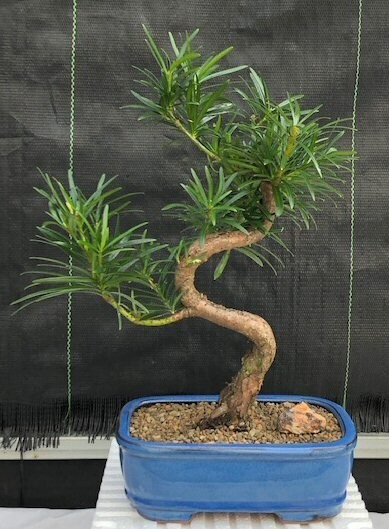 Flowering Podocarpus Bonsai Tree 14\