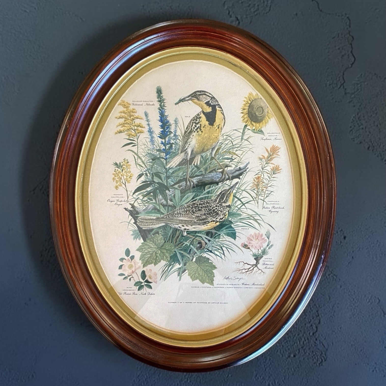 VTG Arthur Singer Oval Wood Framed Meadowlark Lithograph Bird & Wildflower Art