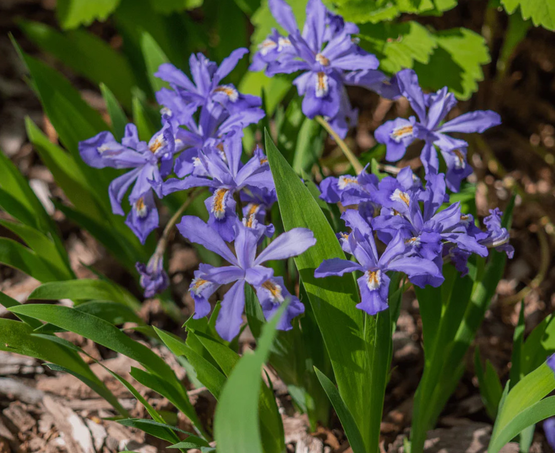 Crested Wild Iris (Iris cristata) - 5 Fresh Roots - No Shipping to AK, HI, PR