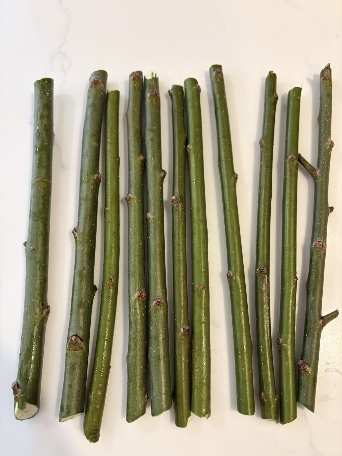 20 Austree Hybrid Willow Tree Cuttings Freshly  Harvested After Order is Placed