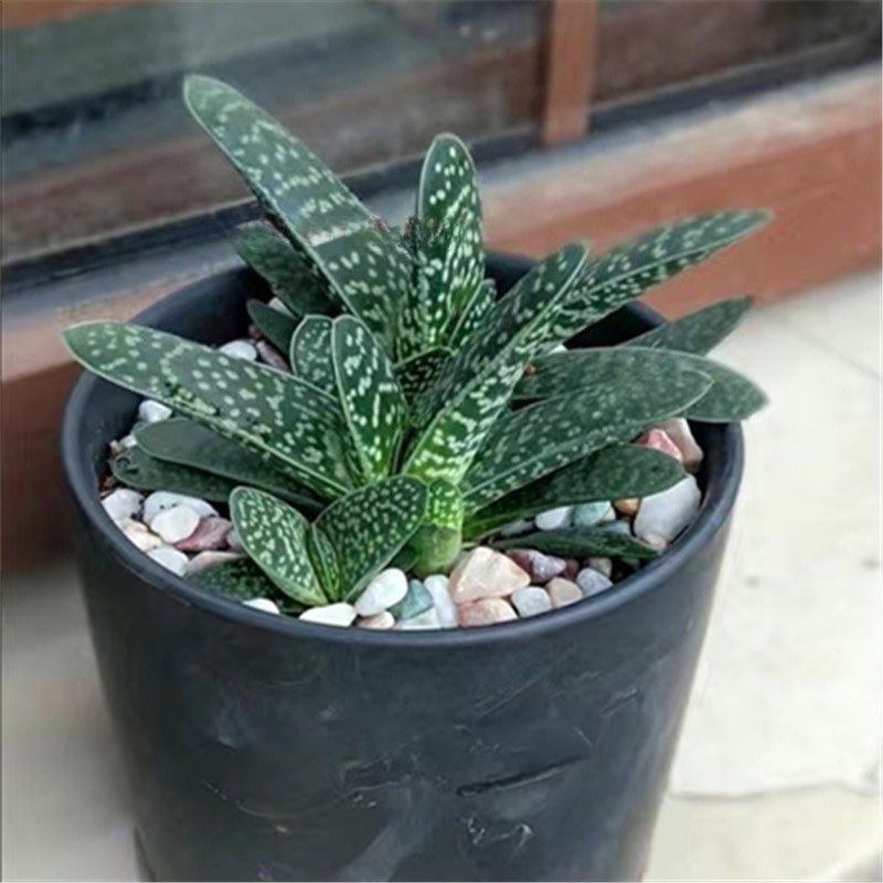 Gasteria Gracilis Gasteria Glomerata Succulent Cactus Plant