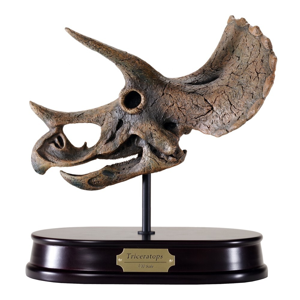Triceratops Dinosaur Skull Model 1/10 Scale Replica by DinoStoreus