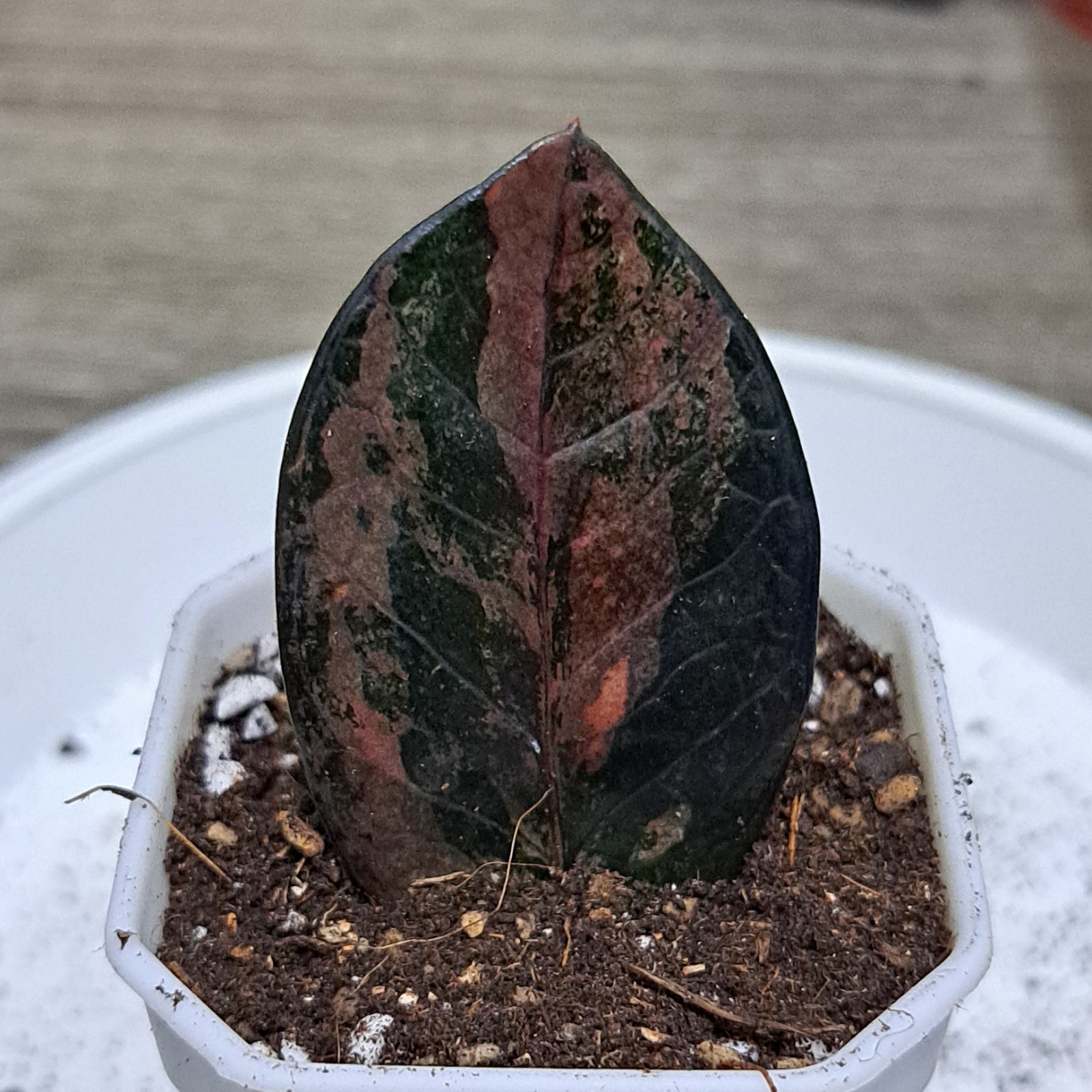 ZZ Rare Zamioculcas Zamiifolia Raven Black Green Pink Variegated Plant 13