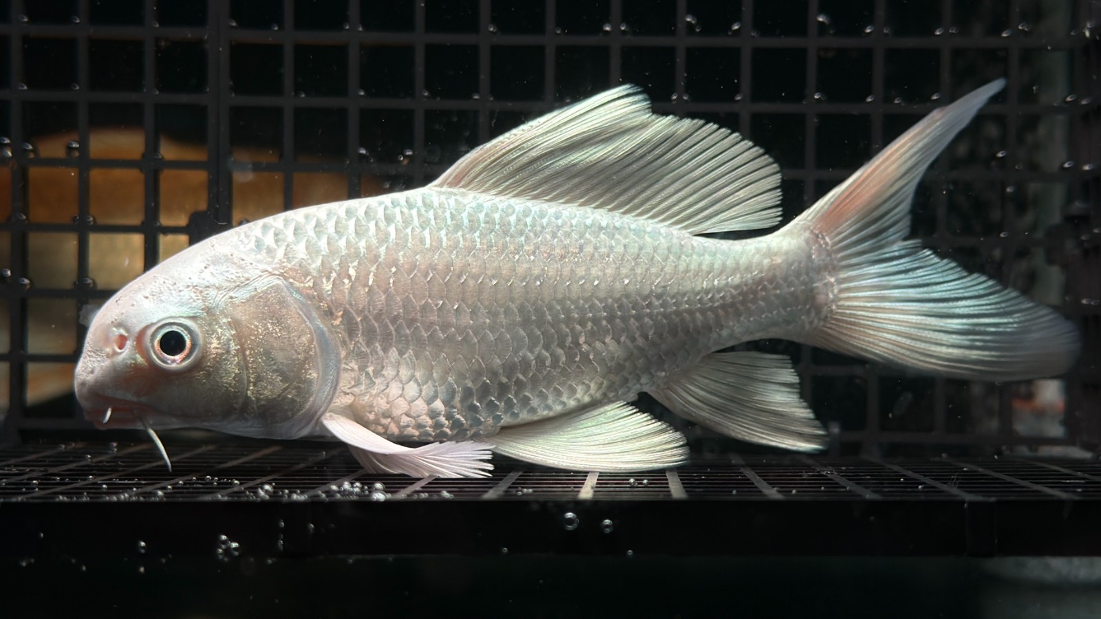 Premium Pure White Longtail Carp-5 inches-VIP Head-Strong Body + Fin High Grade Premium Pure White Longtail Carp-5 inches-VIP Head-Strong Body + Fin High Grade