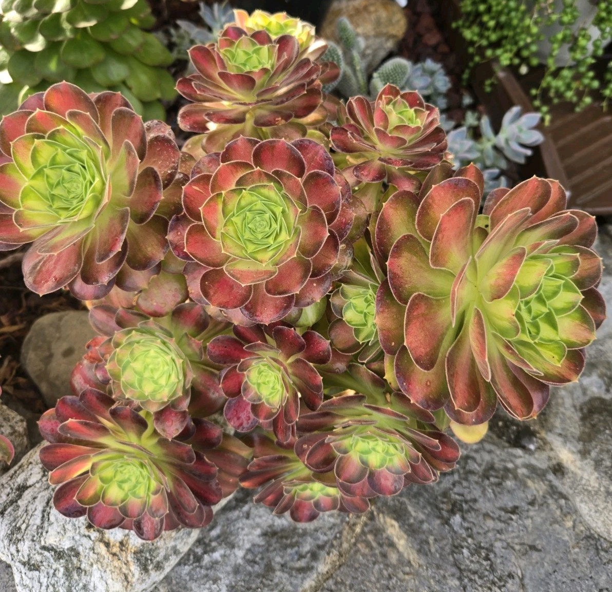 One Cutting Of  Aeonium Shaohua/Glorious Youth 2-4\