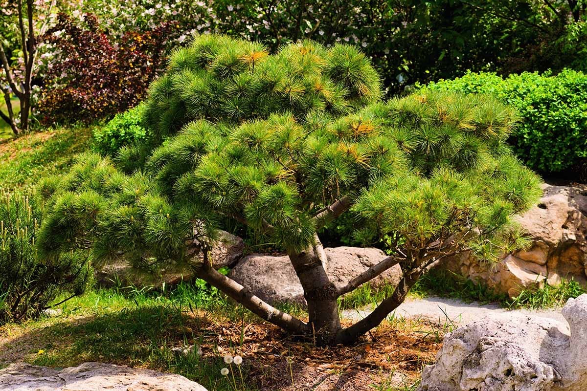 3 Japanese Black Pine Pinus thunbergii Starter Plant