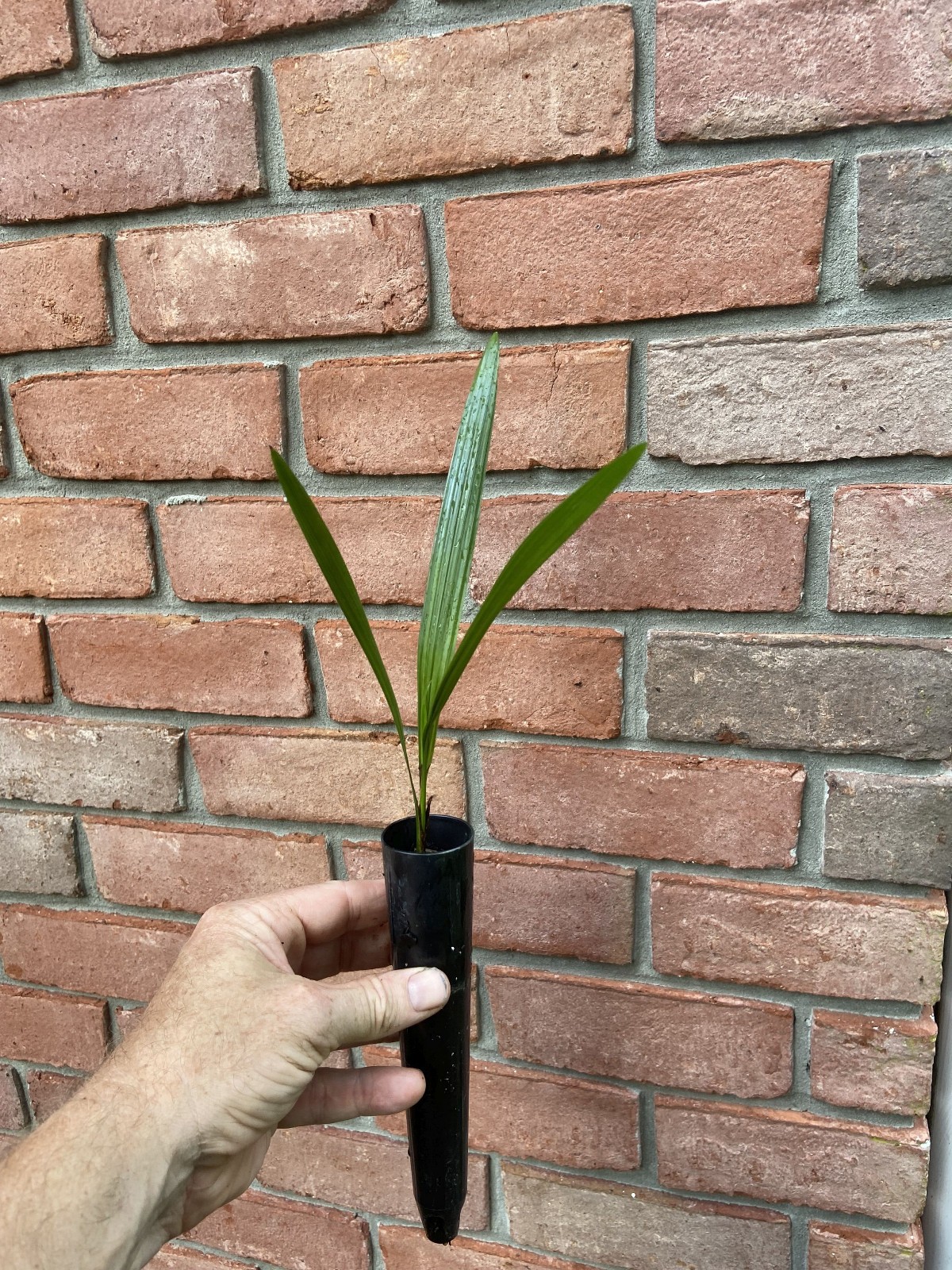 Butiagrus Seedlings - F1 Hybrid Mule Palms - Cold Hardy Butia x Syagrus Palms