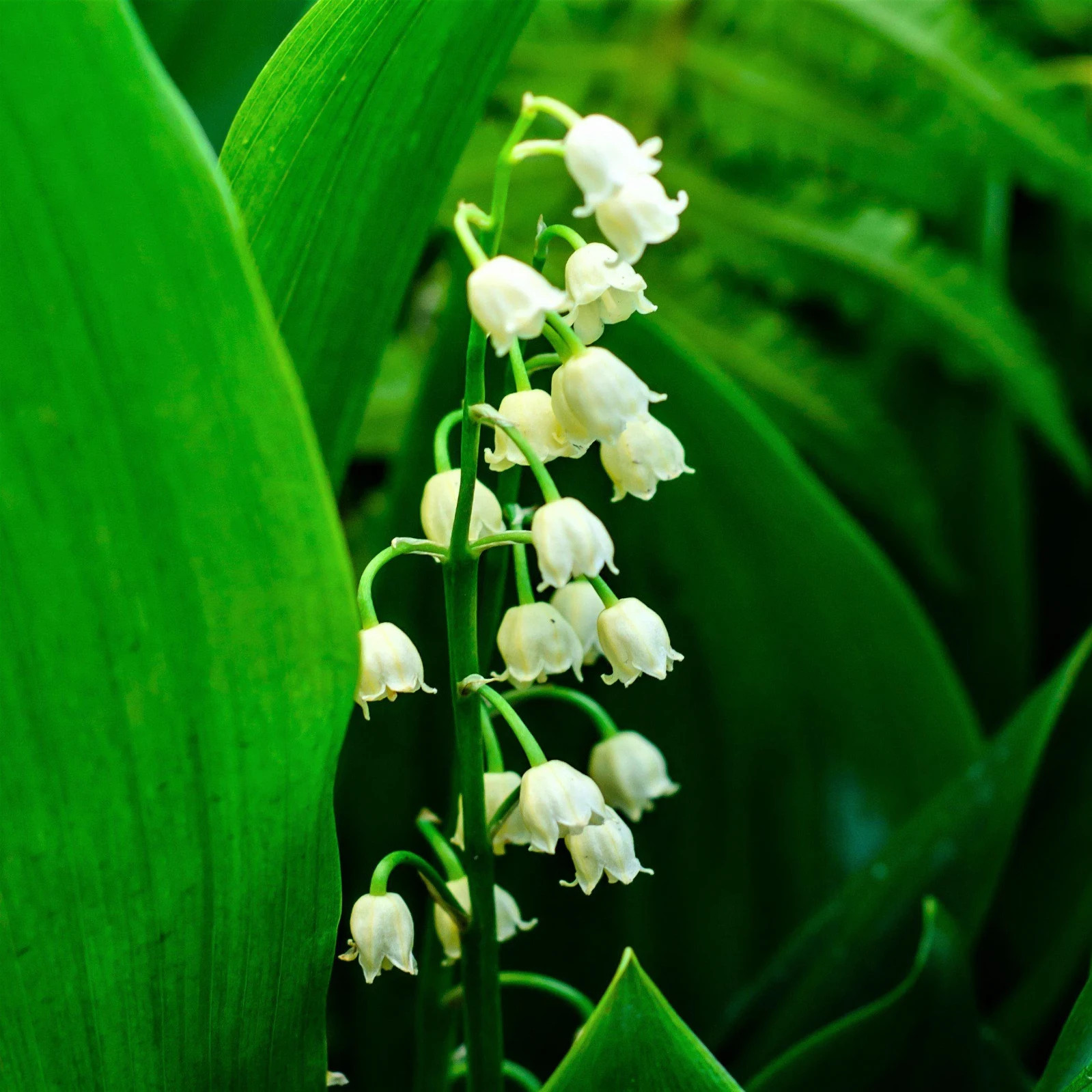 lily of the valley live plant bareroot 10 pips