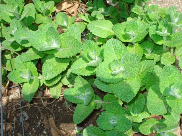 6 Plants Organic Apple Mint - Deer Proof - Perennial