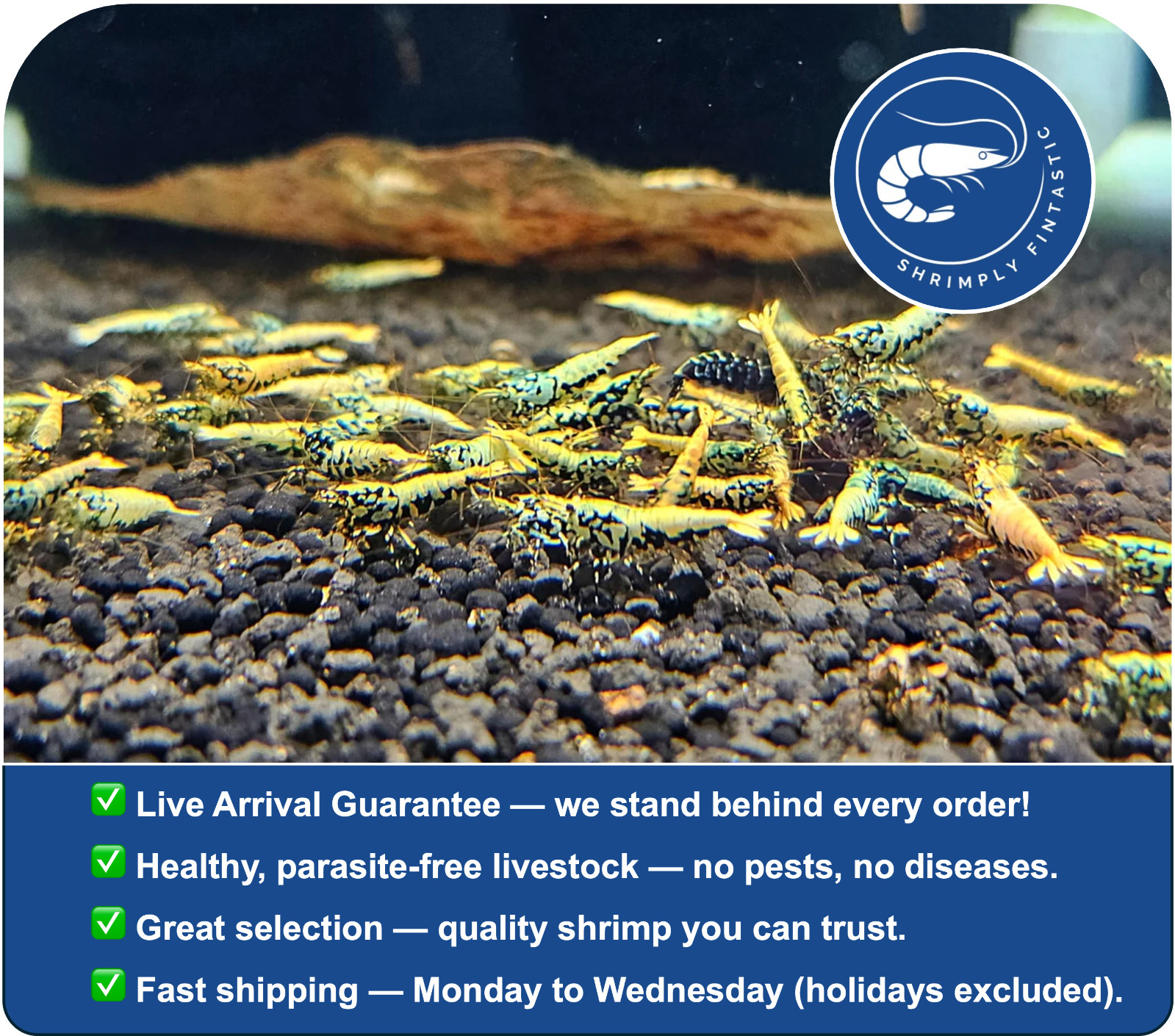 20 Yellow Boa Pinto Shrimp |  | Live Guarantee | USA Bred