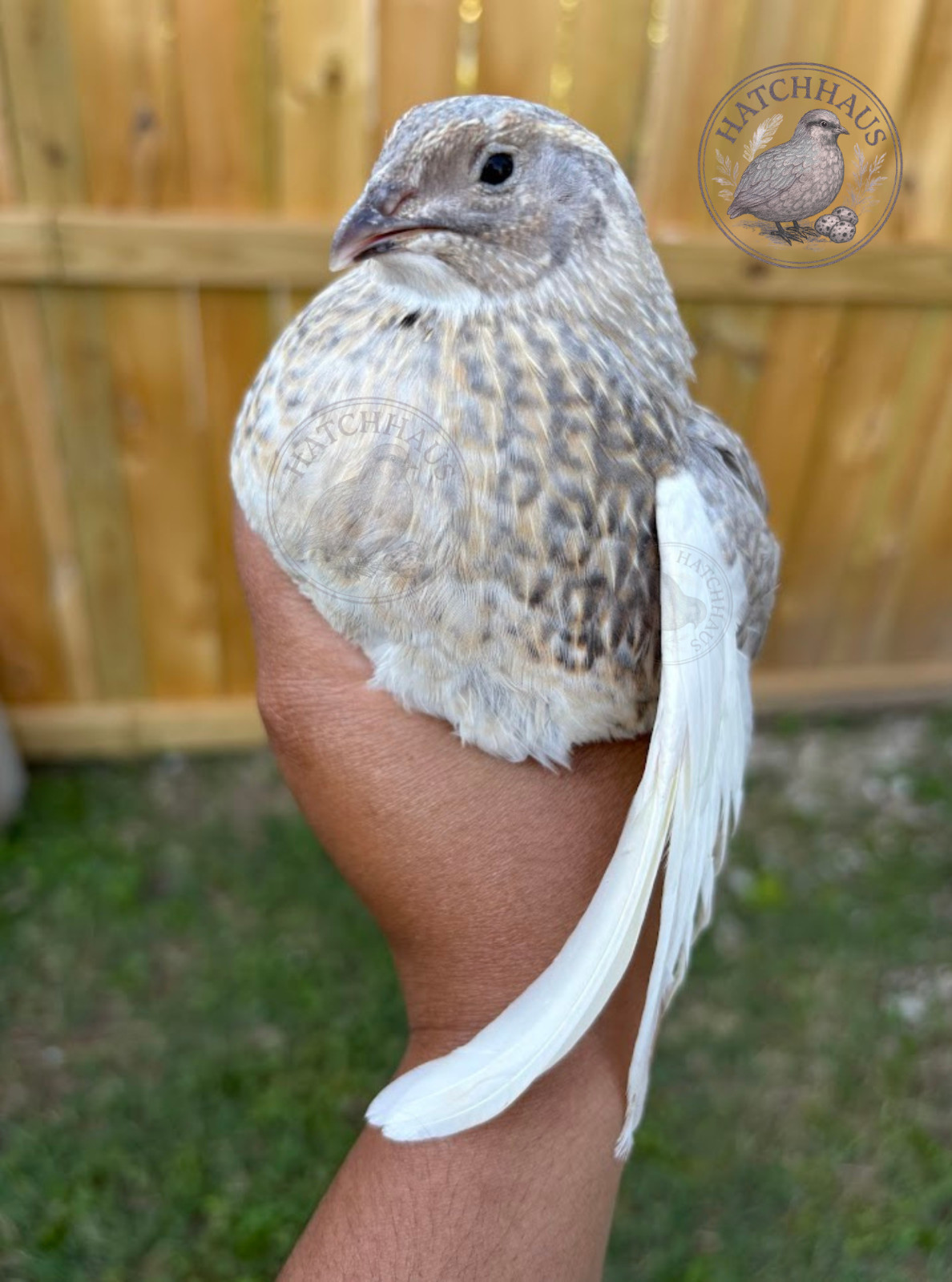 60 Assorted RARE COLORS Coturnix Quail Hatching Eggs - shipped in foam