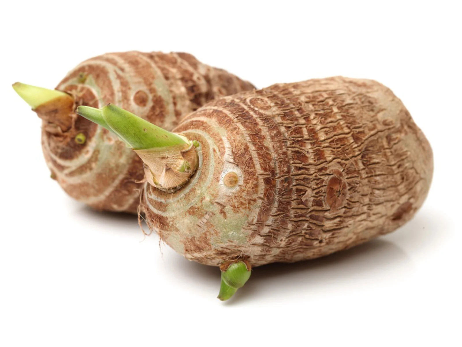 10 LIVE Colocasia Esculenta Elephant Ear Taro Gabi Kalo Eddo Bulbs READY to GROW 10 LIVE Colocasia Esculenta Elephant Ear Taro Gabi Kalo Eddo Bulbs READY to GROW