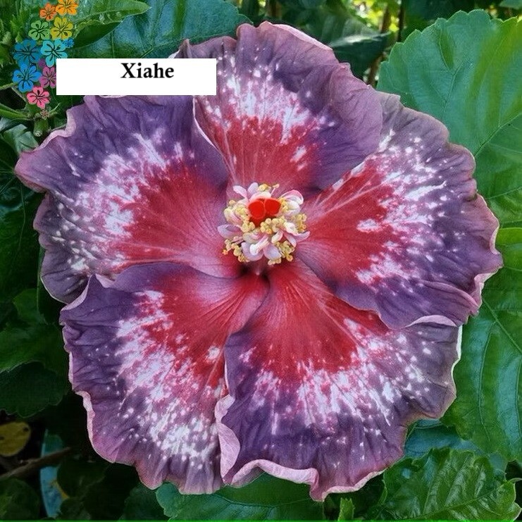 Unique/rare hibiscus Xiahe - 3 cuttings, no roots / imported/ Unique/rare hibiscus Xiahe - 3 cuttings, no roots / imported/