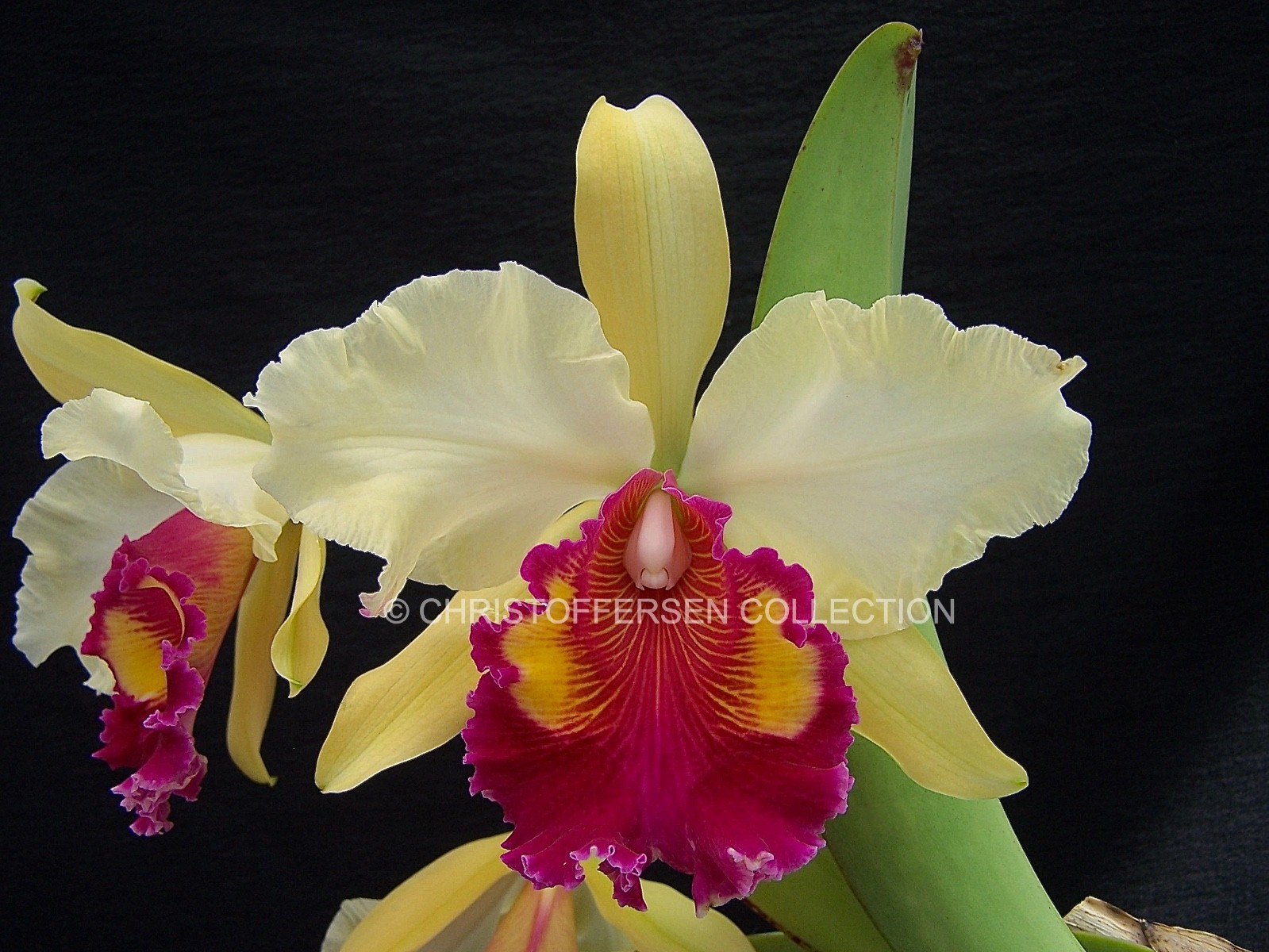 Cattleya x hardyana \'CLEMENT MOORE\' x self RARE AUREA FORM warscewiczii dowiaina