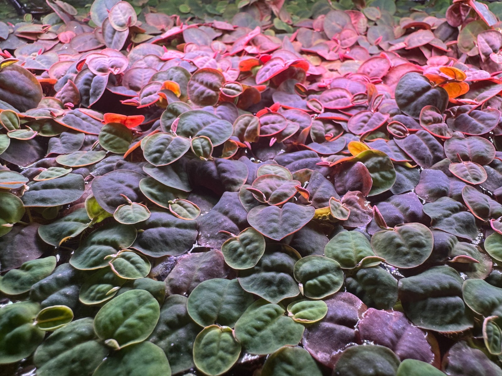 Red Root Floaters 80+ Leaves Red Root Floaters 80+ Leaves