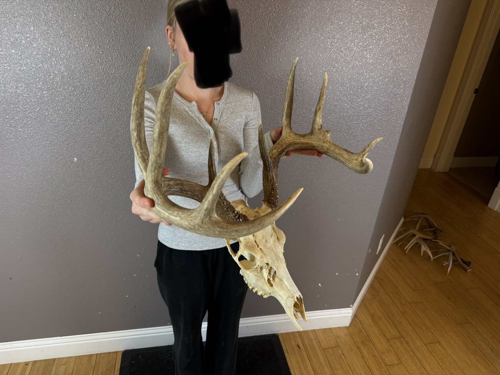 BIG European REAL Skull Whitetail Deer Antlers Set Wild Idaho Horns Mount 5x5