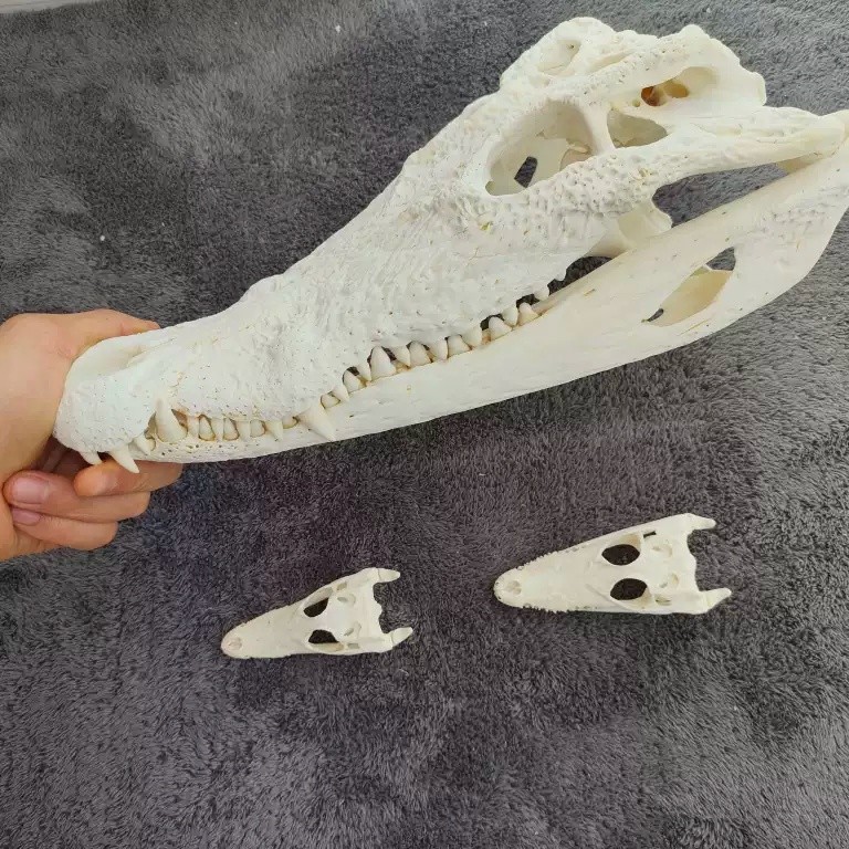 20cm Real Crocodile Head Skull Specimen Skeleton Animal Decor Collect Education