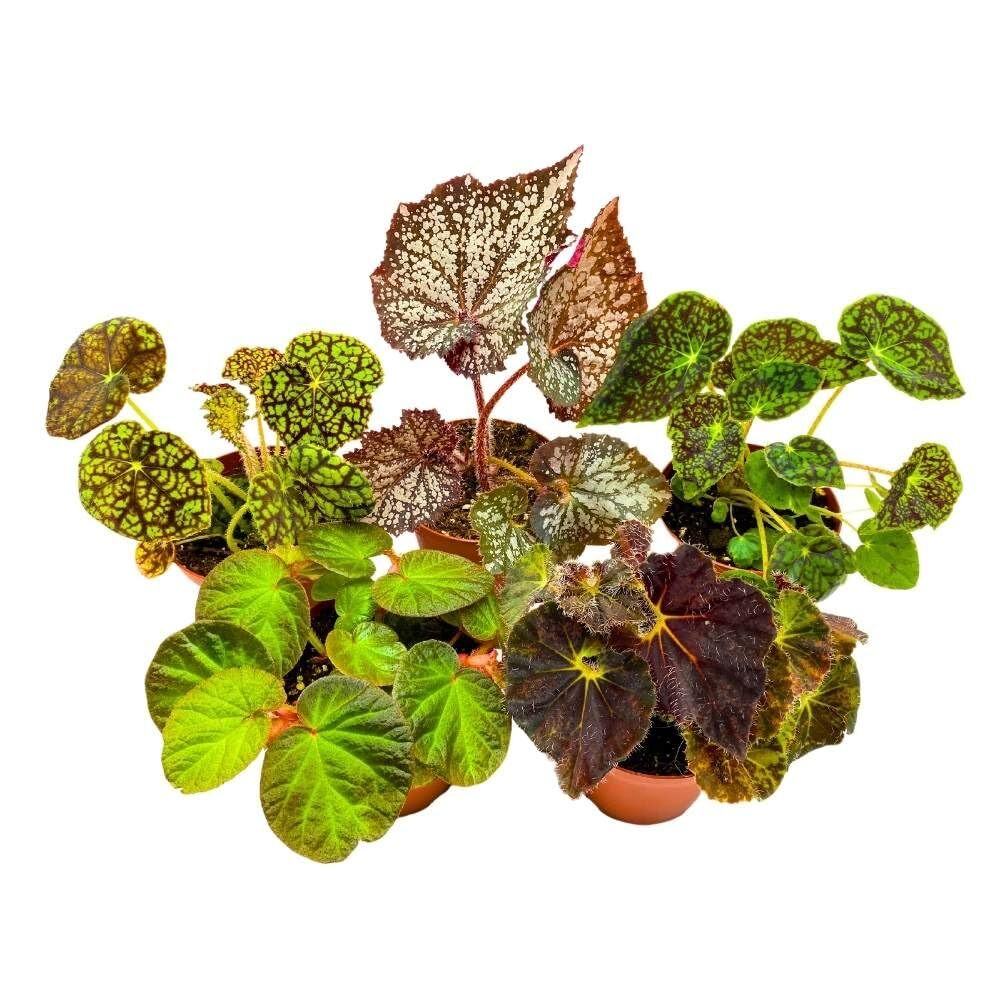 Harmony\'s Rhizomatous Begonia Assortment, 4 inch 5 Different Rhizo Begonias