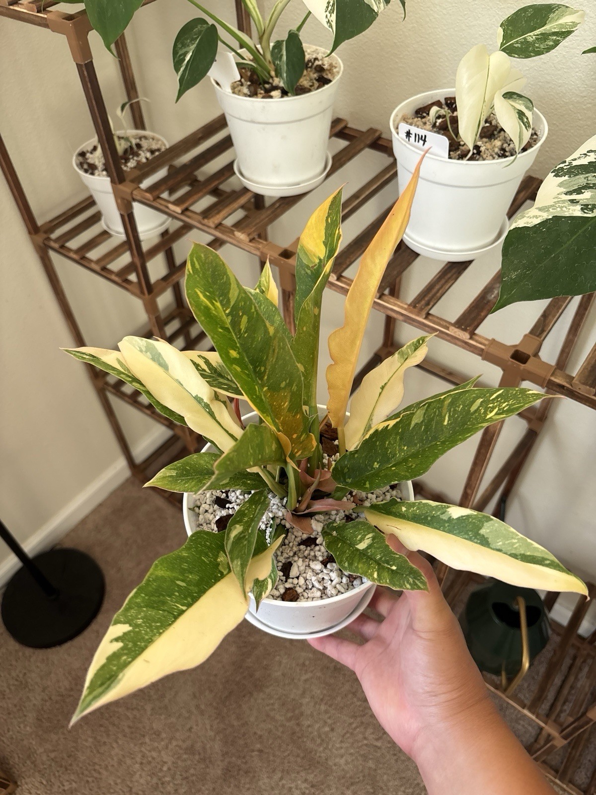 Philodendron Ring Of Fire 6\