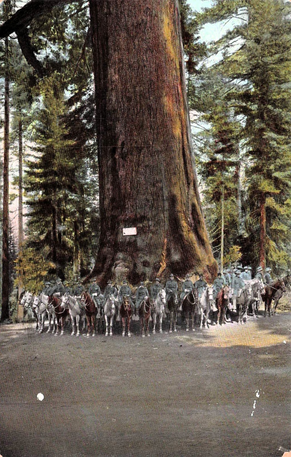 Yosemite Mariposa Grove Grizzly Giant Soldiers Military Horse Vtg Postcard K17