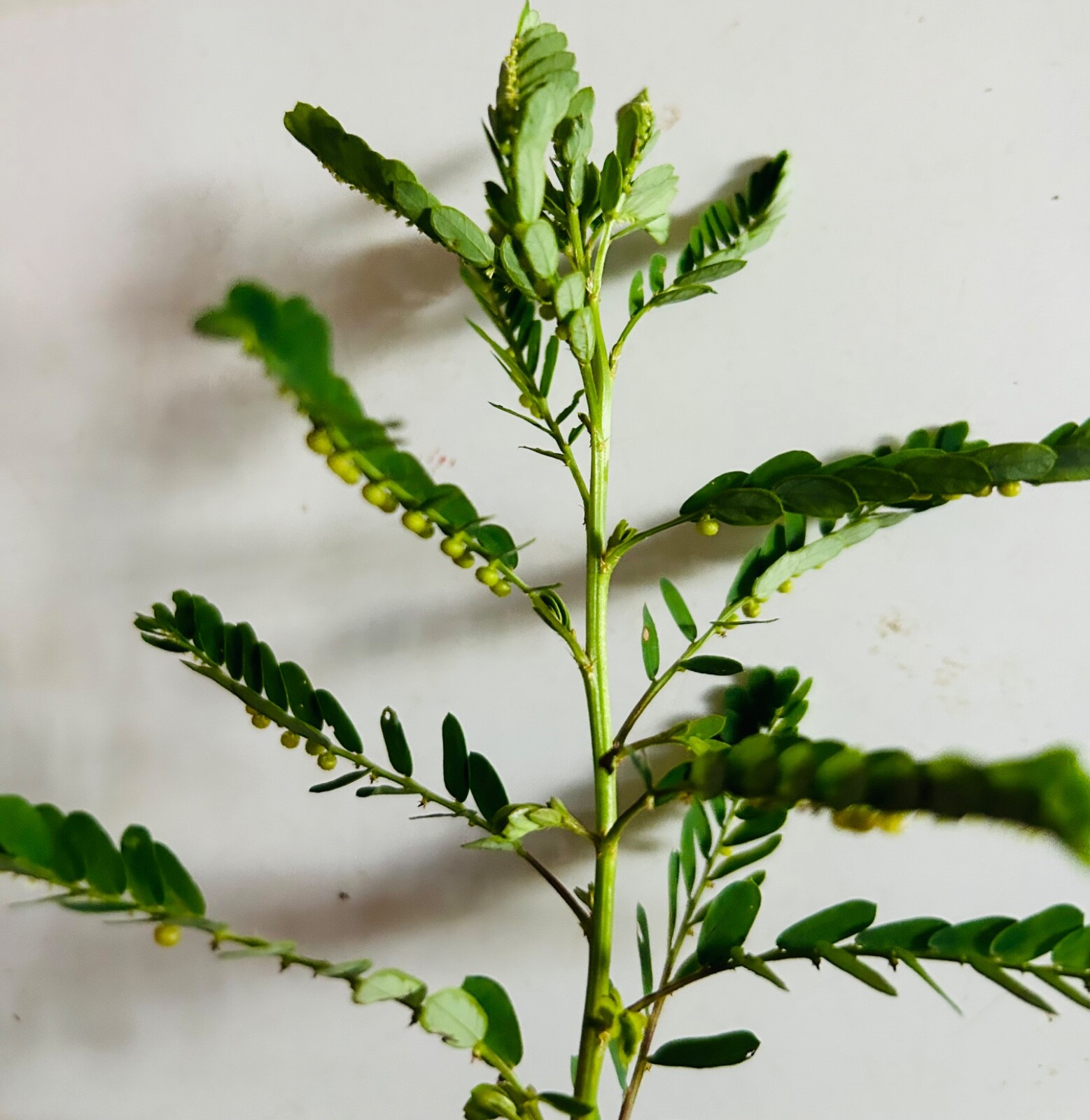 100+PCS Organic Stone Breaker Phyllanthus niruri Chanca Piedra Seeds,herb