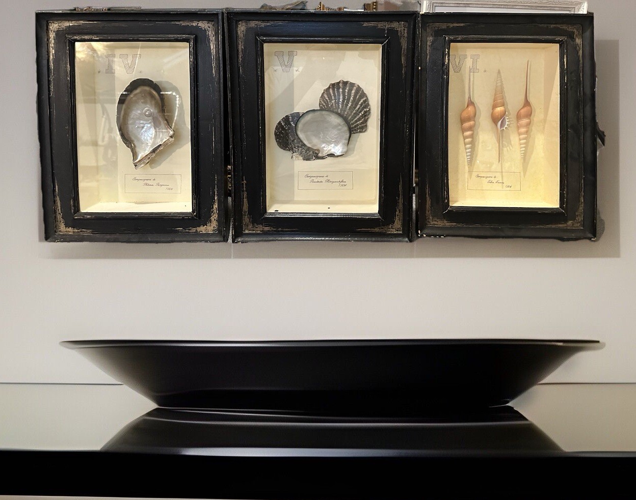 Antique 1904 Italian Shell Specimen Shadow Boxes Set of 3 Tibia Fuscus Pinctada