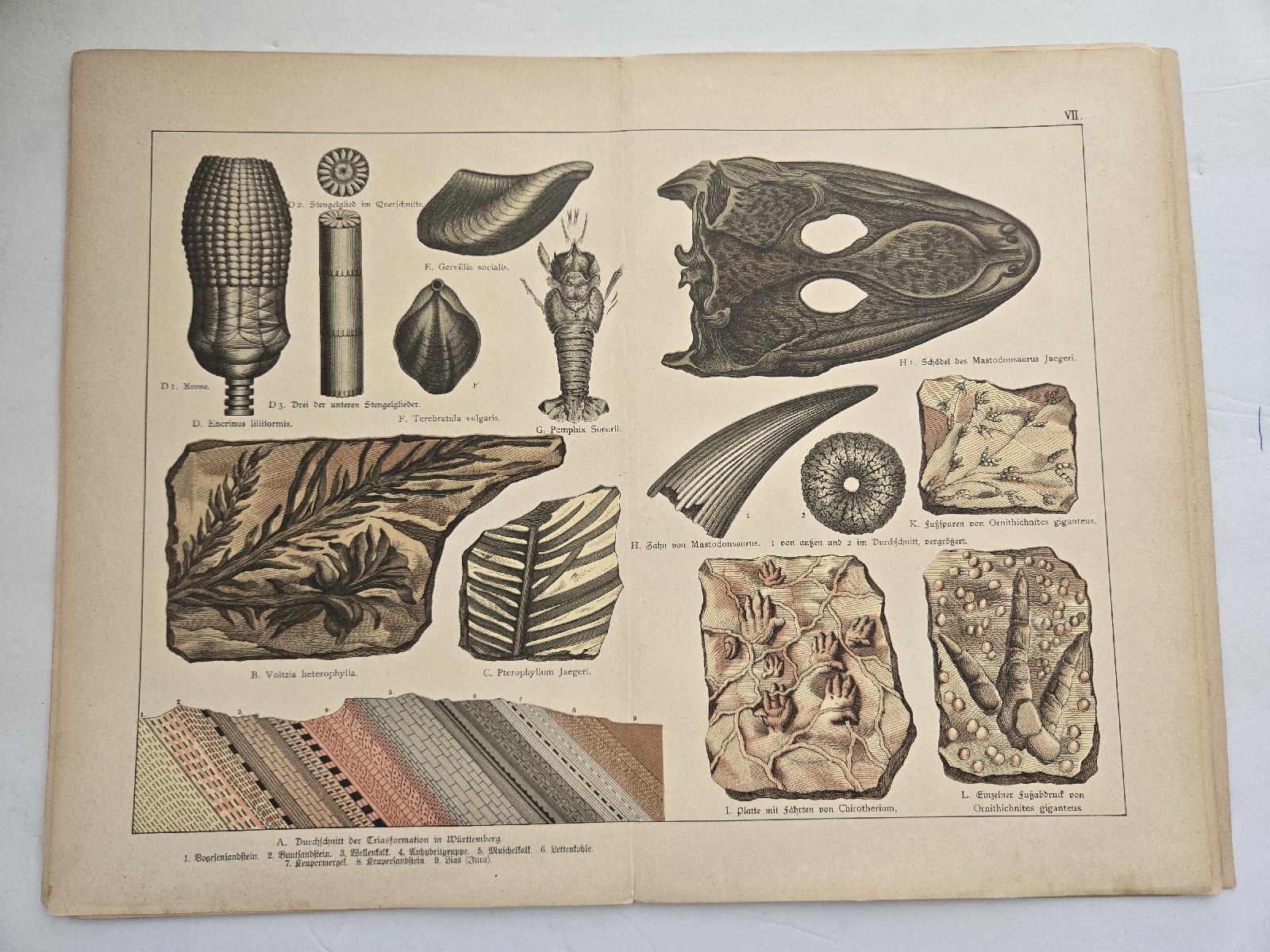 1886 SCHUBERT Antique Lithograph-Fossil Of Canifer, Mastodon, Hand Beast Trace 1886 SCHUBERT Antique Lithograph-Fossil Of Canifer, Mastodon, Hand Beast Trace