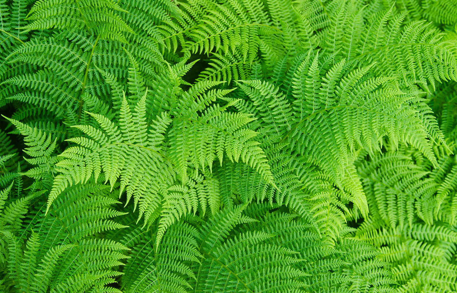 LADY FERN 1003 SPORES (SEEDS*) FILIX FEMINA, COLD HARDY, LARGE UP TO 3\' TALL 