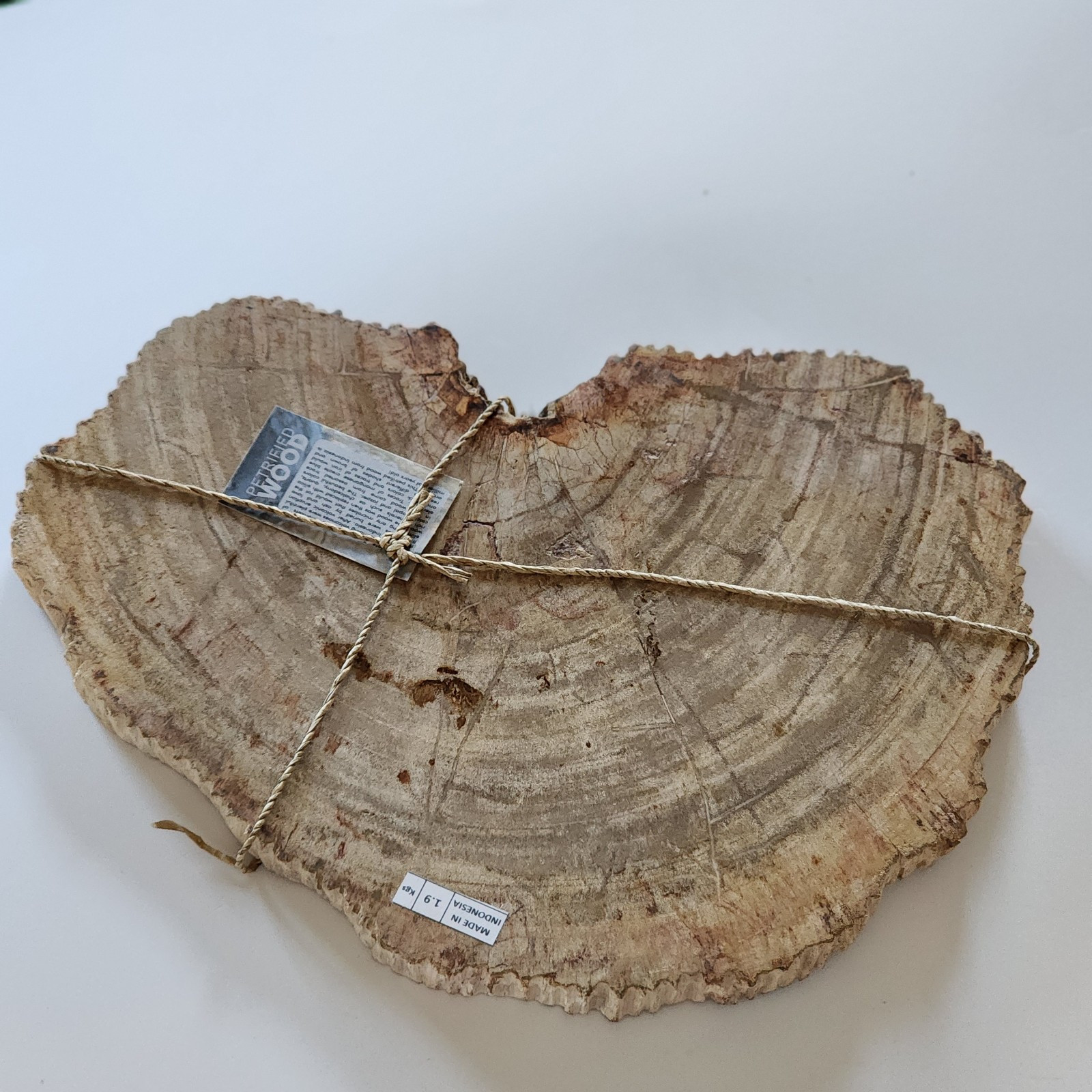 KCGS Natural Petrified Wood Slab from Indonesia US SELLER 4+LBS #0145 BEAUTIFUL