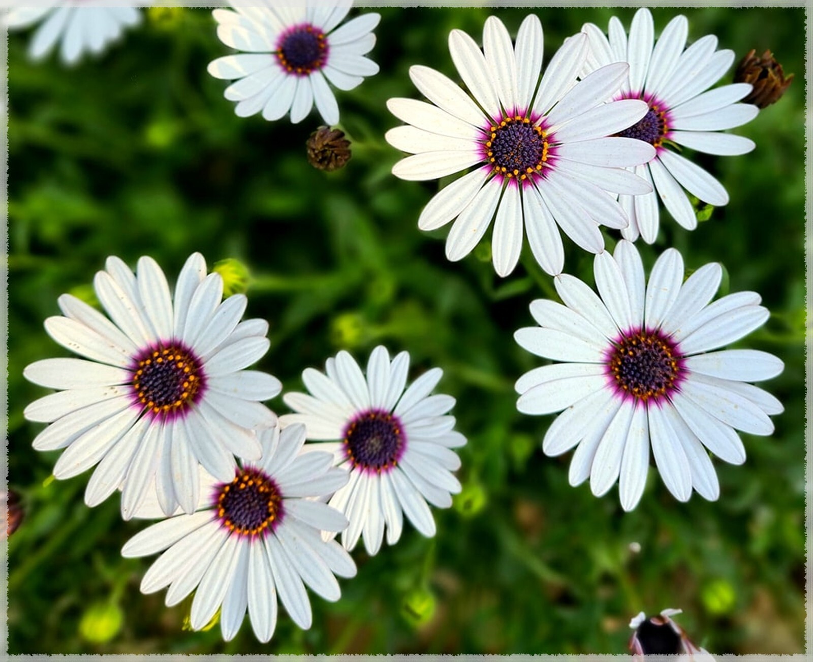 White Cape Daisy Seeds, Trailing African Daisy, Blue-Eyed Daisy, 