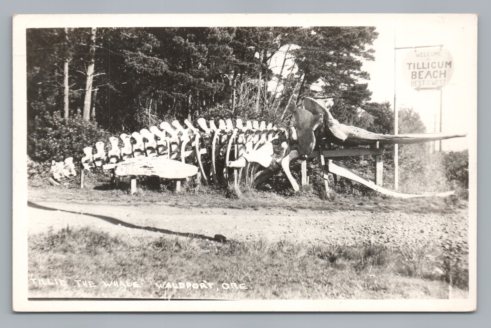 Tillie the Whale RPPC Waldport OR—Vintage Skeleton Photo—Lincoln County—Tillicum