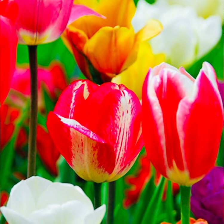 Premium 25 Rainbow Mix Tulip Flower Bulbs, Dutch Grown, Imported from Holland