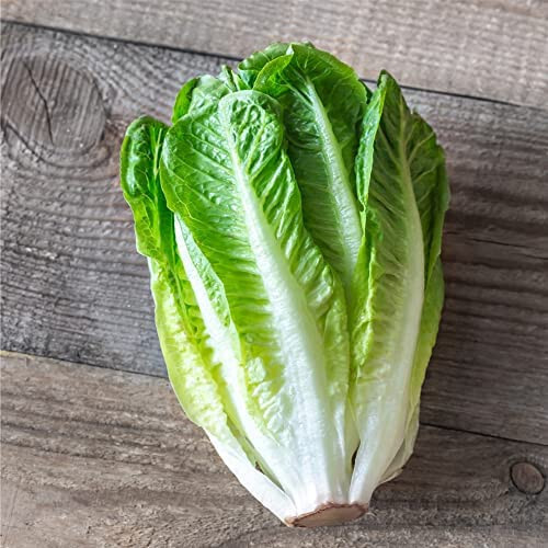 Parris Island Cos Romaine Lettuce Seeds (Lactuca sativa) , USA-Origin