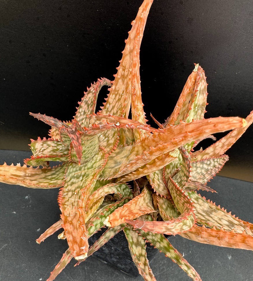 Aloe cv. \'Sunset\' HYBRID CLUSTER - Rare Succulent Well Rooted Plant - 2\