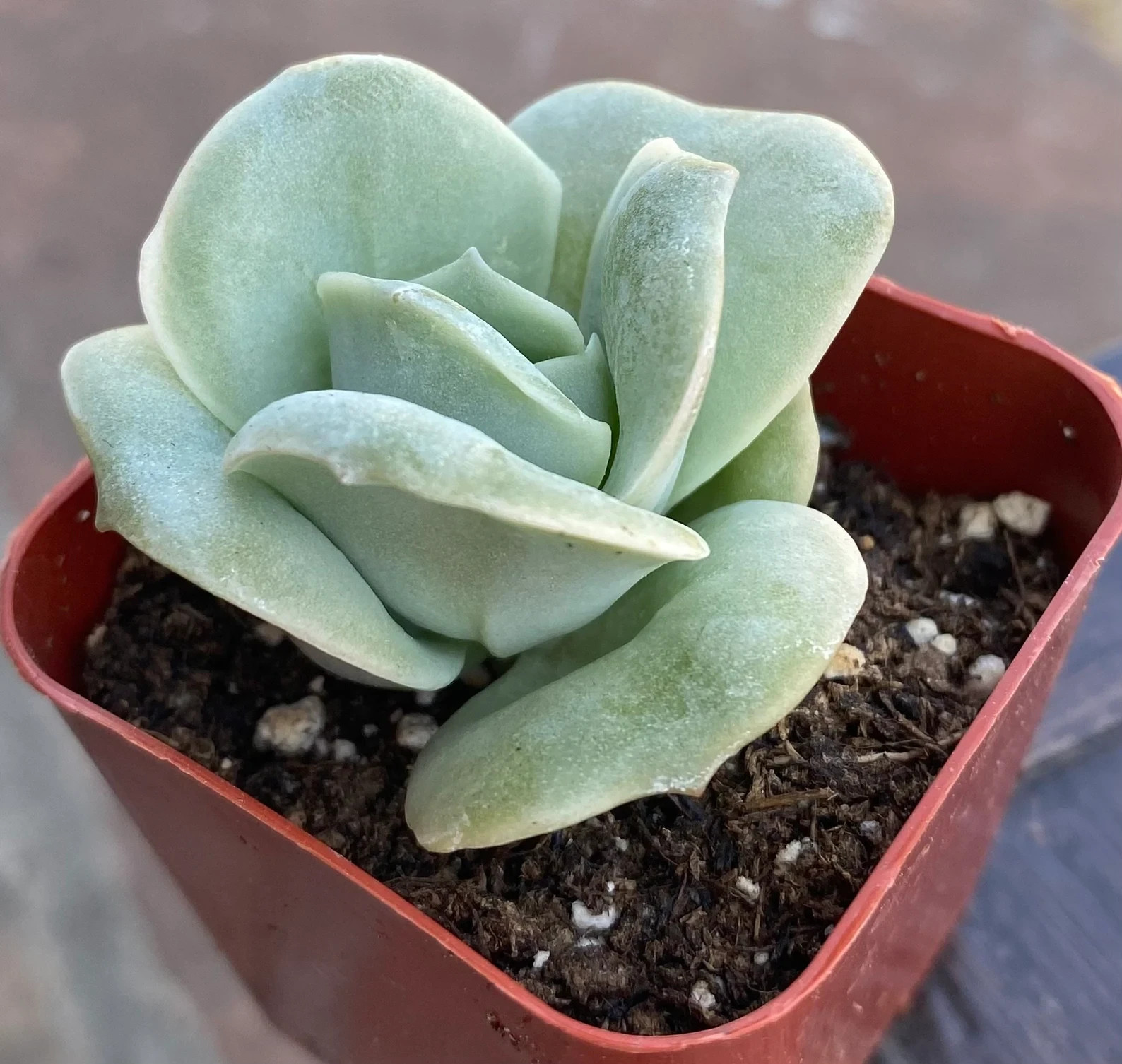 Graptoveria Lovely Rose Echeveria Live Succulents Plant 2” Fully Rooted
