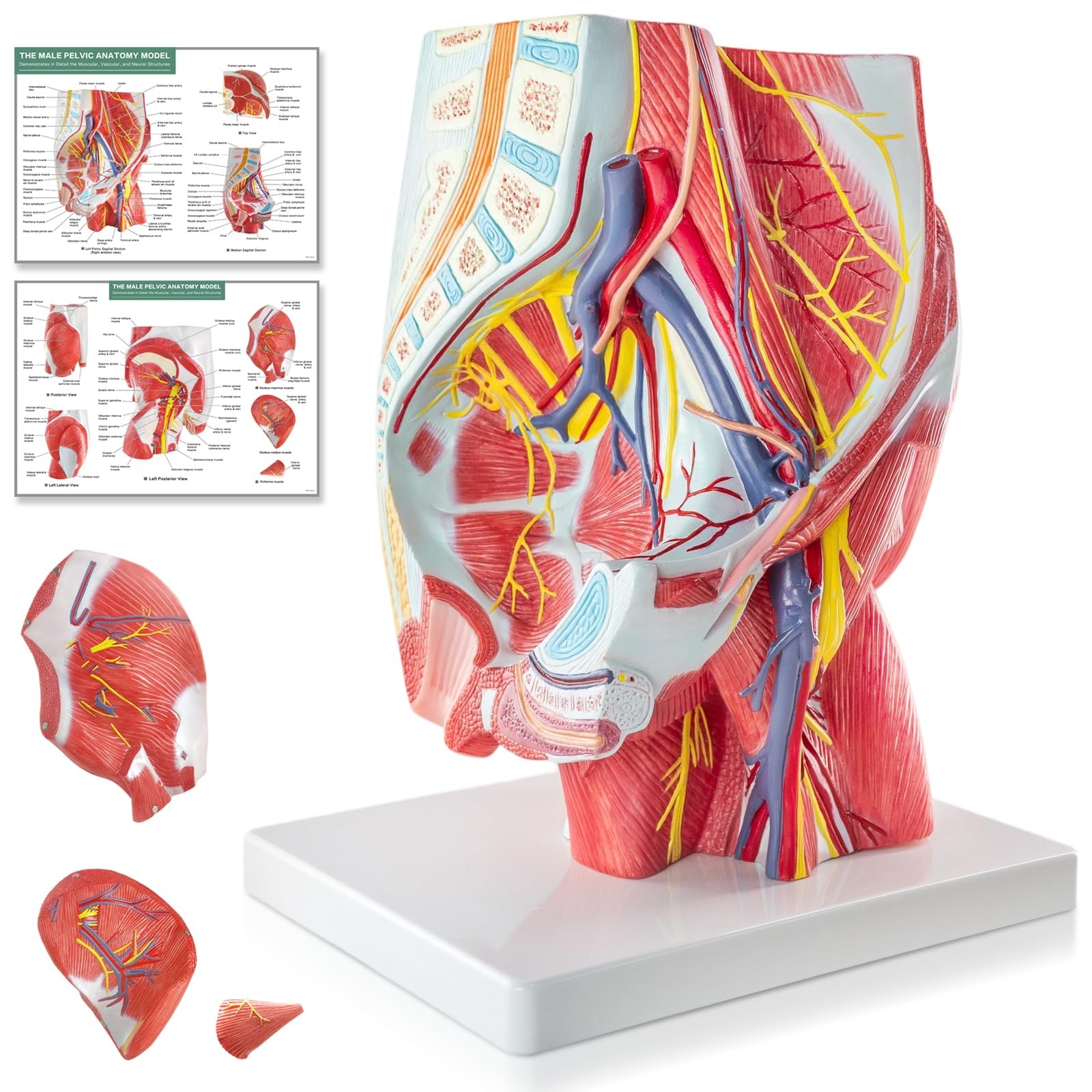 EVOTECH SCIENTIFIC Human Male Pelvic and Gluteal Muscles & Nerves Anatomy... 