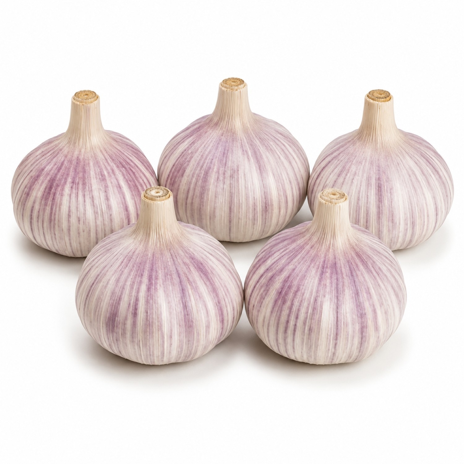 5 Whole Chesnok Red Garlic Bulbs for Planting Hardneck Fall Garden Raised Beds