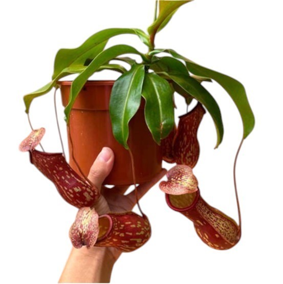 Carnivorous Live Plant Pitcher Plant St Gaya Tropical Nepenthes 2.5\'\' Pot Size