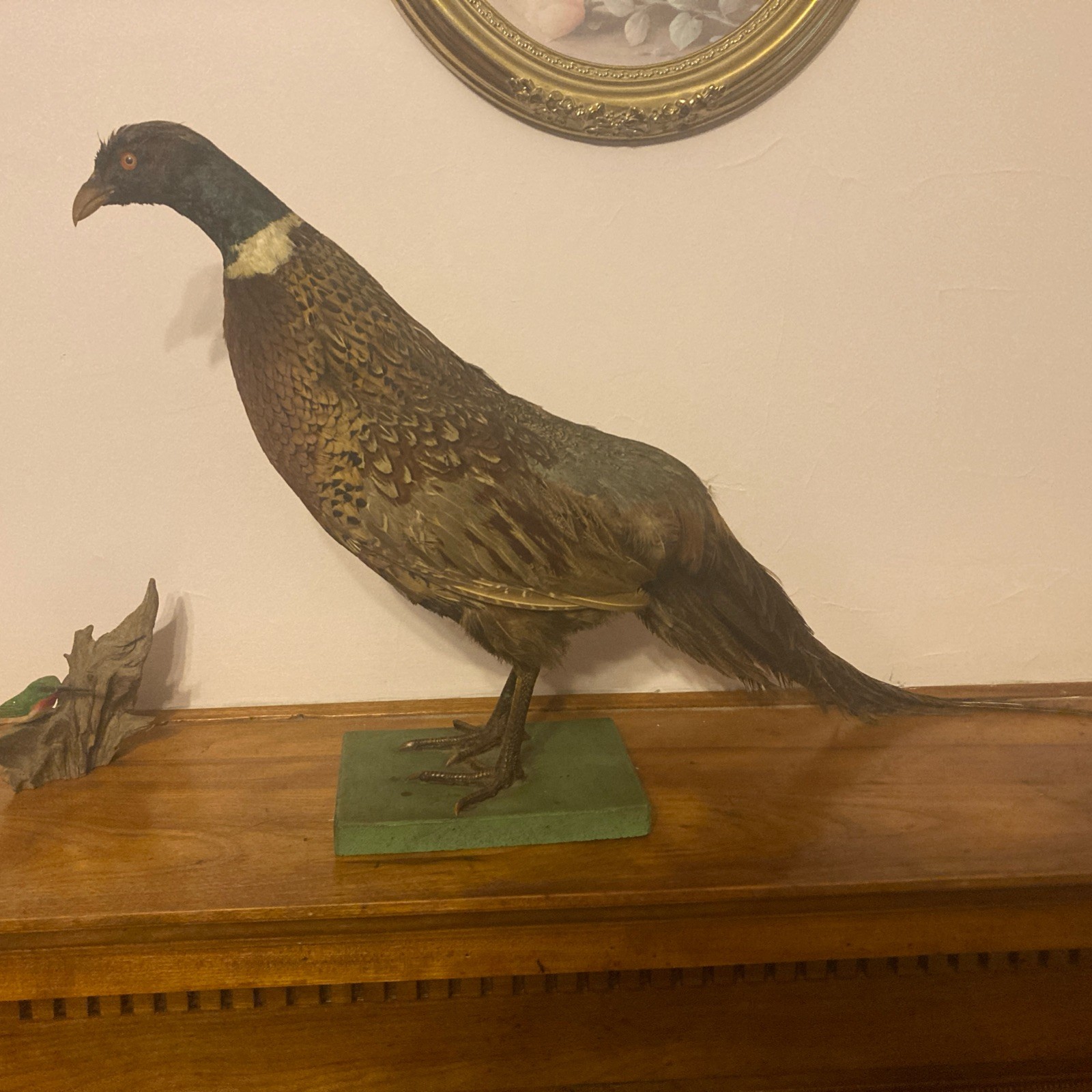Vintage Ring-Necked Pheasant Taxidermy Full Body Standing on Wood Base
