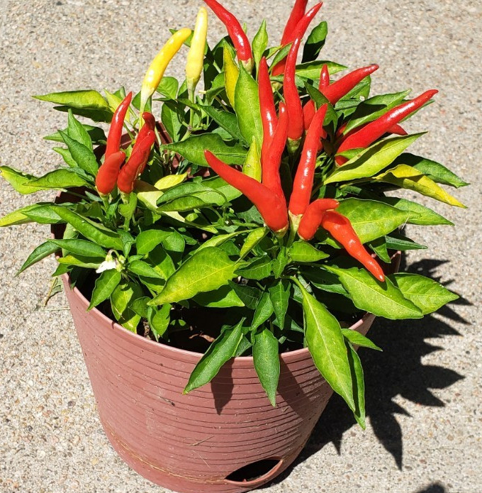 Miniature Ornamental Pepper (12 seeds)  