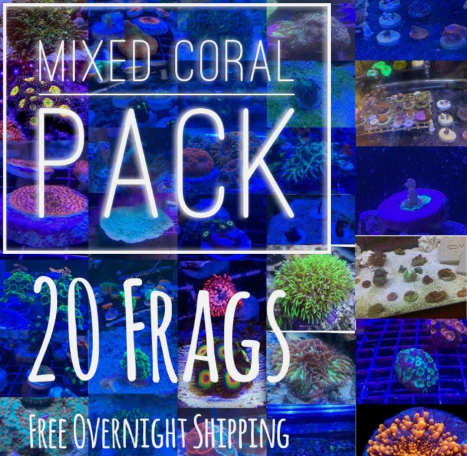 Frag pack live coral 20 Mixed Frags Free Next Day Shipping